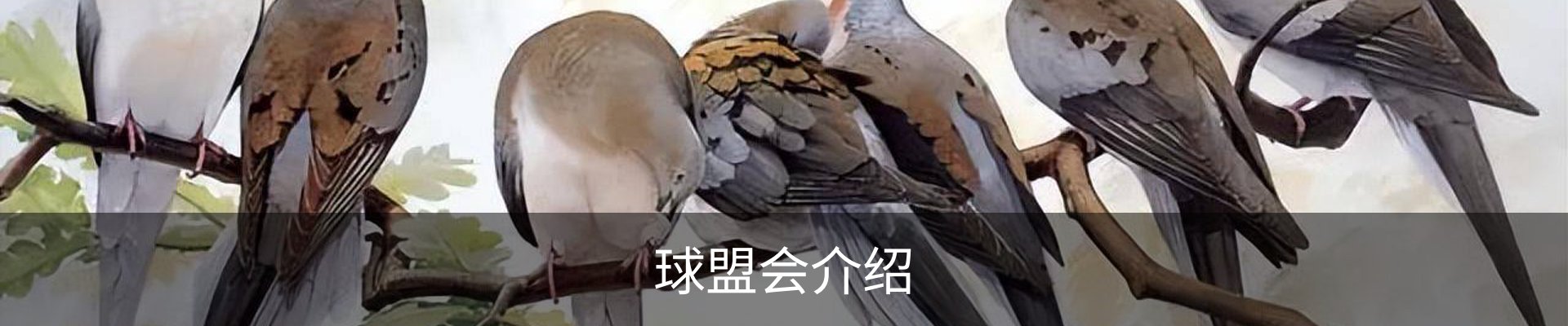 球盟会介绍